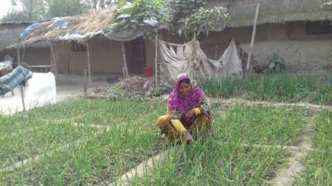 Woman in Dinajpur practicing homestead gardening. Photo by PROCASUR.